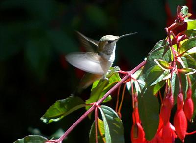 Humming Bird