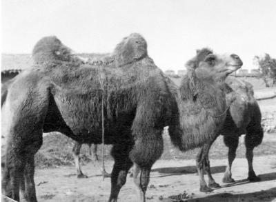 China 1906 Camel-two-humped