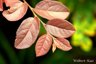 CRW_0127_L.jpg