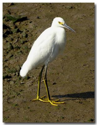 Snowy egret