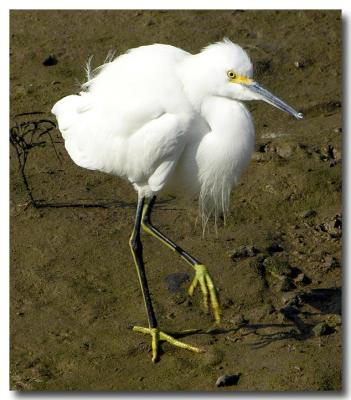 Snowy egret