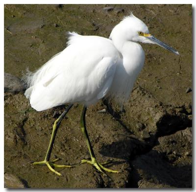 Snowy egret