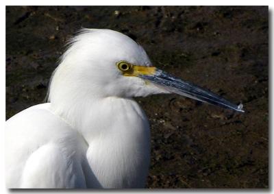 Snowy egret