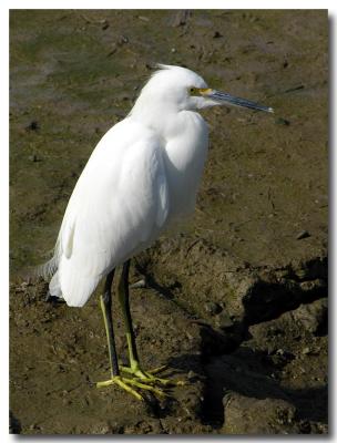 Snowy egret