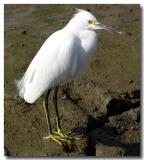 Snowy egret