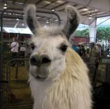 Llama - LA County Fair 2002
