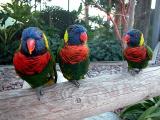 Lorikeets (Australian parrots)