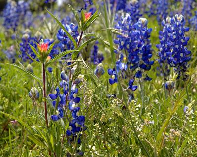 Texas Wildflowers 2005