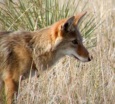 Cherry Creek coyote