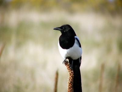 magpieweb.jpg