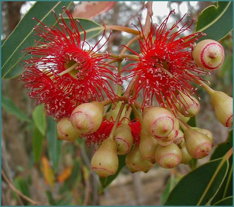 Eucalyptus leucoxylon rosea.