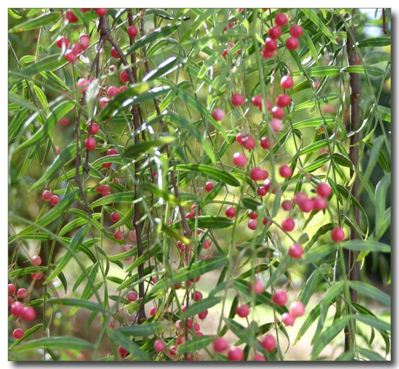 Peppertree berries