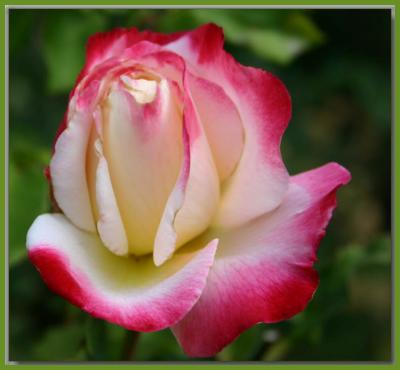 Double Delight rosebud