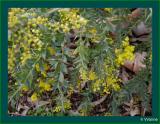 Acacia vestita