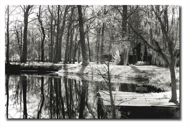 IR Alligator Bayou