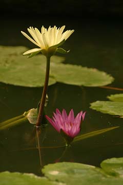 Flowers From Around The World