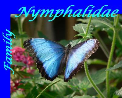 Nymphalidae Family of Butterfly Galleries