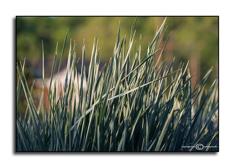 Elymus glaucus <p>April 28