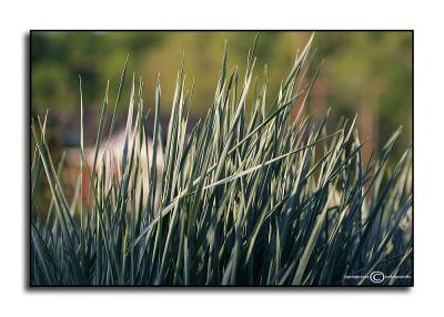 Elymus glaucus April 28