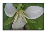 Trillium flexipes <p> April 20