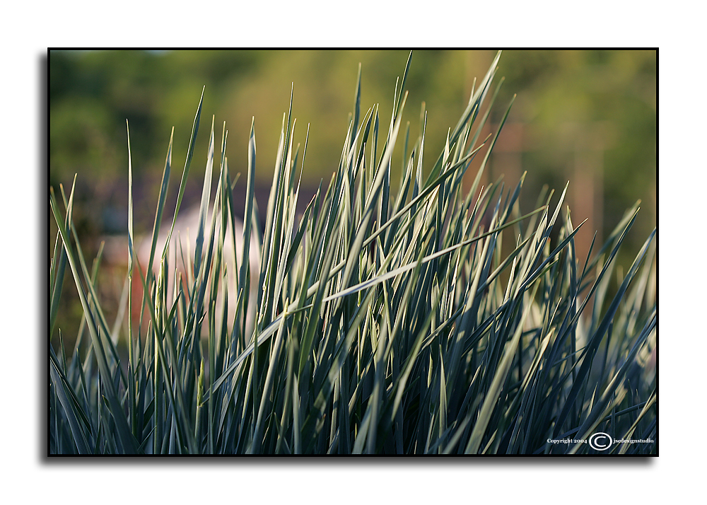Elymus glaucus <p>April 28