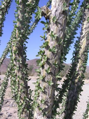 Ocotillo