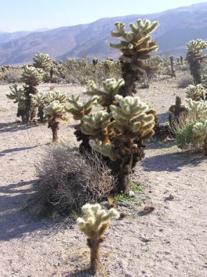 Cholla Cactus