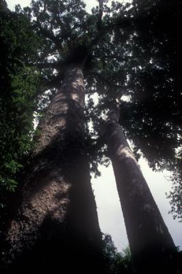 Kauri Pines near Lake Barrine