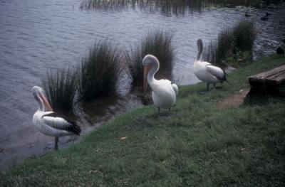 Pelicans at Lake Barrine