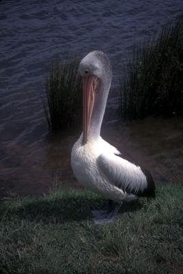 Pelican at Lake Barrine