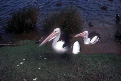 Pelicans at Lake Barrine