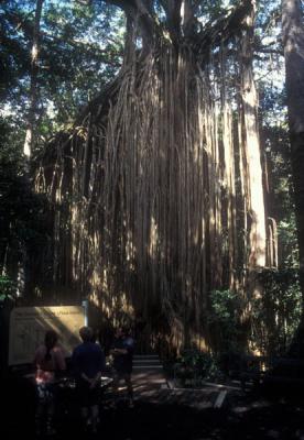 Curtain Fig Tree