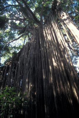 Curtain Fig Tree