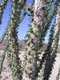 Ocotillo