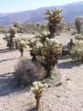 Cholla Cactus