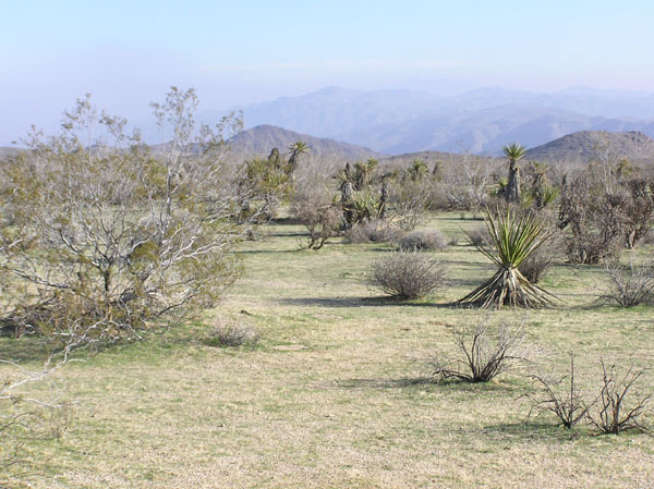 Joshua Tree National Park
