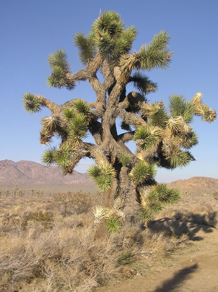 Joshua Tree