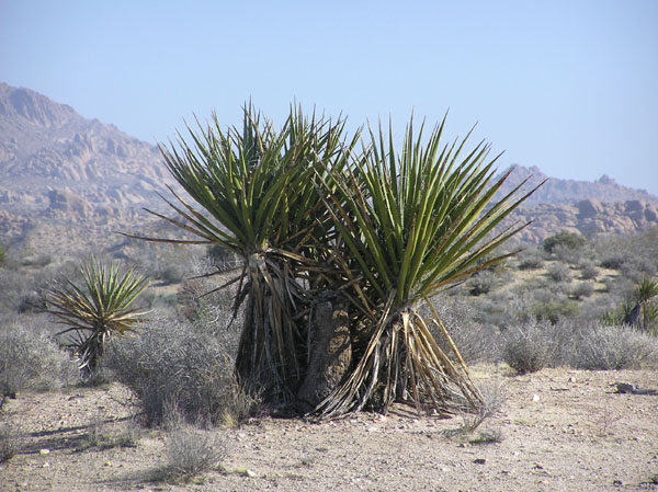 Joshua Tree National Park
