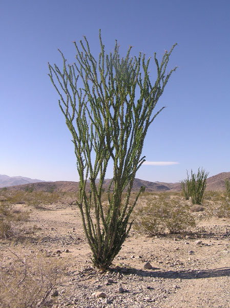 Ocotillo