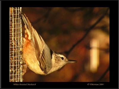 Late Afternoon Snack