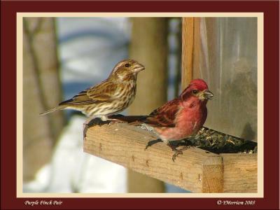 Purple Finch Pair