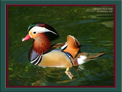 Mandarin Drake