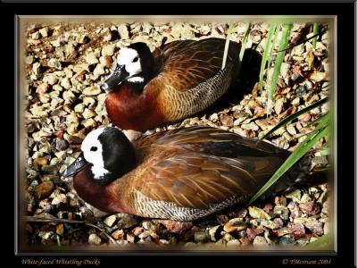 White -faced Whistlers