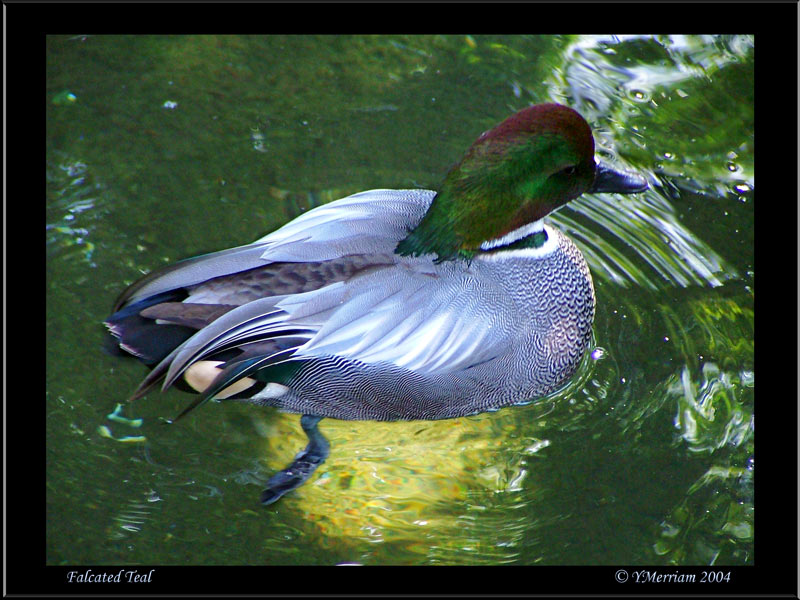 Falcated Teal