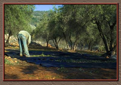Last olives of the season