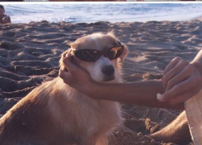 hotdog.jpg
