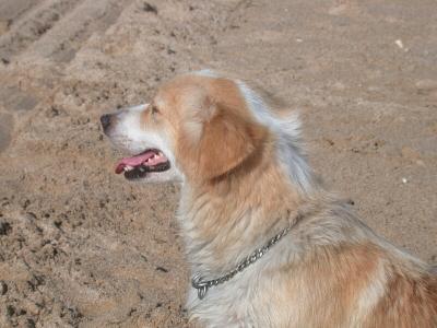 dog.jpg