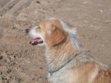 dog.jpg
