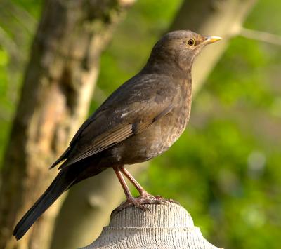 Blackbird (Turdus merula)