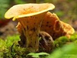 Gomphus floccosa 1